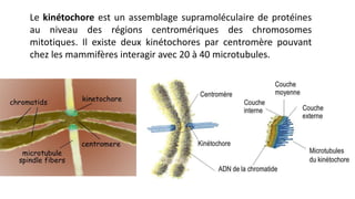 Le kinétochore est un assemblage supramoléculaire de protéines
au niveau des régions centromériques des chromosomes
mitotiques. Il existe deux kinétochores par centromère pouvant
chez les mammifères interagir avec 20 à 40 microtubules.
 