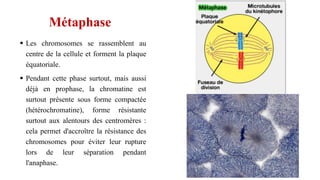 Métaphase
 Les chromosomes se rassemblent au
centre de la cellule et forment la plaque
équatoriale.
 Pendant cette phase surtout, mais aussi
déjà en prophase, la chromatine est
surtout présente sous forme compactée
(hétérochromatine), forme résistante
surtout aux alentours des centromères :
cela permet d'accroître la résistance des
chromosomes pour éviter leur rupture
lors de leur séparation pendant
l'anaphase.
 