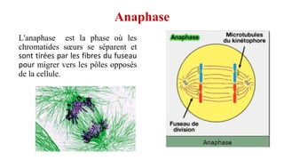 Anaphase
L'anaphase est la phase où les
chromatides sœurs se séparent et
sont tirées par les fibres du fuseau
pour migrer vers les pôles opposés
de la cellule.
 