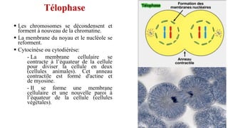 Télophase
 Les chromosomes se décondensent et
forment à nouveau de la chromatine.
 La membrane du noyau et le nucléole se
reforment.
 Cytocinèse ou cytodiérèse:
- La membrane cellulaire se
contracte à l’équateur de la cellule
pour diviser la cellule en deux
(cellules animales). Cet anneau
contractile est formé d'actine et
de myosine.
- Il se forme une membrane
cellulaire et une nouvelle paroi à
l’équateur de la cellule (cellules
végétales).
 