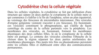 Cytodiérèse chez la cellule végétale
Dans les cellules végétales, la cytodiérèse se fait par édification d'une
structure qui sépare en deux parties le cytoplasme de la cellule mère et
qui commence à s'édifier à la fin de l'anaphase, selon un plan équatorial,
au voisinage des faisceaux de microtubules interzonaux. Des vésicules
d'origine golgienne viennent s'accoler à ces faisceaux. En fusionnant,
ces vésicules constituent le phragmoplaste, qui s'édifie de façon
centrifuge du centre de la cellule parentale vers la périphérie. Les
membranes des vésicules, en fusionnant, forment les membranes
plasmiques des deux cellules filles, là où le cytoplasme de la cellule
mère est partagé. Le contenu des vésicules constitue l'ébauche de la
cloison dans la région séparant les deux parties néoformées des
membranes plasmiques. Des ponts très fins ou plasmodesmes persistent
entre les cellules filles et établissent entre elles des communications
permanentes.
 