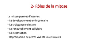 2- Rôles de la mitose
La mitose permet d’assurer:
• Le développement embryonnaire
• La croissance cellulaire
• Le renouvellement cellulaire
• La cicatrisation
• Reproduction des êtres vivants unicellulaires
 