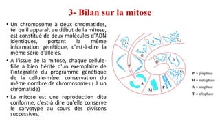 3- Bilan sur la mitose
• Un chromosome à deux chromatides,
tel qu'il apparaît au début de la mitose,
est constitué de deux molécules d'ADN
identiques, portant la même
information génétique, c'est-à-dire la
même série d'allèles.
• A l'issue de la mitose, chaque cellule-
fille a bien hérité d'un exemplaire de
l'intégralité du programme génétique
de la cellule-mère: conservation du
même nombre de chromosomes ( à un
chromatide)
• La mitose est une reproduction dite
conforme, c'est-à dire qu'elle conserve
le caryotype au cours des divisons
successives.
 
