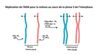 Réplication de l’ADN pour la méiose au cours de la phase S de l’interphase
 