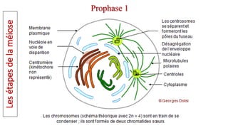 Prophase 1
Les
étapes
de
la
méiose
 