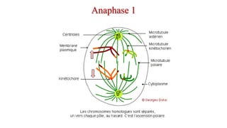 Anaphase 1
 