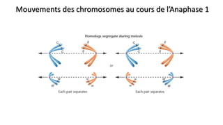 Mouvements des chromosomes au cours de l’Anaphase 1
 