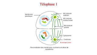 Télophase 1
 