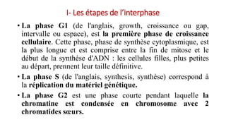 • La phase G1 (de l'anglais, growth, croissance ou gap,
intervalle ou espace), est la première phase de croissance
cellulaire. Cette phase, phase de synthèse cytoplasmique, est
la plus longue et est comprise entre la fin de mitose et le
début de la synthèse d'ADN : les cellules filles, plus petites
au départ, prennent leur taille définitive.
• La phase S (de l'anglais, synthesis, synthèse) correspond à
la réplication du matériel génétique.
• La phase G2 est une phase courte pendant laquelle la
chromatine est condensée en chromosome avec 2
chromatides sœurs.
I- Les étapes de l’interphase
 