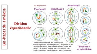 Division
équationnelle
Les
étapes
de
la
méiose
 