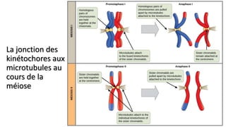 La jonction des
kinétochores aux
microtubules au
cours de la
méiose
 