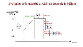 Evolution de la quantité d’ADN au cours de la Méiose
 