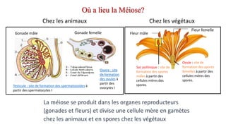 La méiose se produit dans les organes reproducteurs
(gonades et fleurs) et divise une cellule mère en gamètes
chez les animaux et en spores chez les végétaux
Sac pollinique : site de
formation des spores
mâles à partir des
cellules mères des
spores.
Ovule : site de
formation des spores
femelles à partir des
cellules mères des
spores.
Fleur mâle
Fleur femelle
Testicule : site de formation des spermatozoïdes à
partir des spermatocytes I
Gonade mâle Gonade femelle
Ovaire : site
de formation
des ovules à
partir des
ovocytes I
Où a lieu la Méiose?
Chez les animaux Chez les végétaux
 