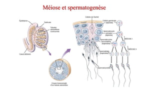 Méiose et spermatogenèse
 