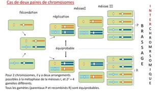 B
R
A
S
S
A
G
E
I
N
T
E
R
C
H
R
O
M
R
S
O
M
I
Q
U
E
Cas de deux paires de chromosomes
équiprobable
Pour 2 chromosomes, il y a deux arrangements
possibles à la métaphase de la méioses I, et 22 = 4
gamètes différents.
Tous les gamètes (parentaux P et recombinés R) sont équiprobables.
 