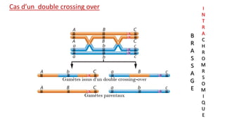 Cas d’un double crossing over
B
R
A
S
S
A
G
E
I
N
T
R
A
C
H
R
O
M
R
S
O
M
I
Q
U
E
 