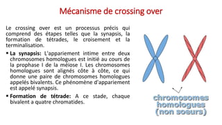 Mécanisme de crossing over
Le crossing over est un processus précis qui
comprend des étapes telles que la synapsis, la
formation de tétrades, le croisement et la
terminalisation.
 La synapsis: L'appariement intime entre deux
chromosomes homologues est initié au cours de
la prophase I de la méiose I. Les chromosomes
homologues sont alignés côte à côte, ce qui
donne une paire de chromosomes homologues
appelés bivalents. Ce phénomène d'appariement
est appelé synapsis.
 Formation de tétrade: A ce stade, chaque
bivalent a quatre chromatides.
 
