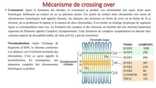  Croisement: Après la formation des tétrades, le croisement se produit. Les chromatides non sœurs d'une paire
homologue établissent un contact en un ou plusieurs points. Ces points de contact entre chromatides non sœurs de
chromosomes homologues sont appelés chiasma. Au chiasma, des structures en forme de croix ou en forme de X se
forment, où se produisent la rupture et la réunion de deux chromatides. Il en résulte un échange réciproque de segments
égaux et correspondants entre eux. La formation des synapsis et des chiasmas est facilitée par une structure hautement
organisée de filaments appelée Complexe Synaptonémale. Cette formation de complexe synaptonémal est absente chez
certaines espèces de drosophiles mâles, de sorte qu'il n'y a pas de croisement.
Mécanisme de crossing over
Terminalisation: Après l’échange de
fragments d’ADN, le chiasma commence
à se déplacer vers l'extrémité terminale des
chromatides. C'est ce qu'on appelle la
terminalisation. En conséquence, une
séparation complète des chromosomes
homologues se produit.
 