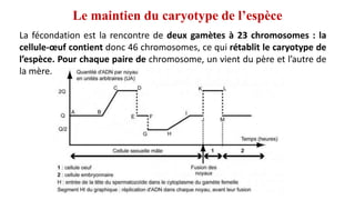 La fécondation est la rencontre de deux gamètes à 23 chromosomes : la
cellule-œuf contient donc 46 chromosomes, ce qui rétablit le caryotype de
l’espèce. Pour chaque paire de chromosome, un vient du père et l’autre de
la mère.
Le maintien du caryotype de l’espèce
 