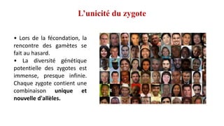 • Lors de la fécondation, la
rencontre des gamètes se
fait au hasard.
• La diversité génétique
potentielle des zygotes est
immense, presque infinie.
Chaque zygote contient une
combinaison unique et
nouvelle d'allèles.
L’unicité du zygote
 