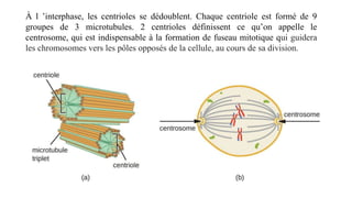 À l ’interphase, les centrioles se dédoublent. Chaque centriole est formé de 9
groupes de 3 microtubules. 2 centrioles définissent ce qu’on appelle le
centrosome, qui est indispensable à la formation de fuseau mitotique qui guidera
les chromosomes vers les pôles opposés de la cellule, au cours de sa division.
 
