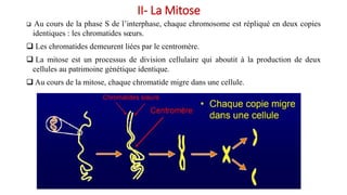 II- La Mitose
 Au cours de la phase S de l’interphase, chaque chromosome est répliqué en deux copies
identiques : les chromatides sœurs.
 Les chromatides demeurent liées par le centromère.
 La mitose est un processus de division cellulaire qui aboutit à la production de deux
cellules au patrimoine génétique identique.
 Au cours de la mitose, chaque chromatide migre dans une cellule.
 