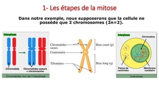 1- Les étapes de la mitose
Dans notre exemple, nous supposerons que la cellule ne
possède que 2 chromosomes (2n=2).
 