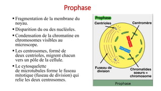 Prophase
 Fragmentation de la membrane du
noyau.
 Disparition du ou des nucléoles.
 Condensation de la chromatine en
chromosomes visibles au
microscope.
 Les centrosomes, formé de
deux centrioles, migrent chacun
vers un pôle de la cellule.
 Le cytosquelette
de microtubules forme le fuseau
mitotique (fuseau de division) qui
relie les deux centrosomes.
 