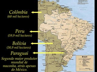 Colômbia(68 mil hectares)Peru (59,9 mil hectares)Bolívia(30,9 mil hectares)Paraguai Segundo maior produtor mundial de maconha, atrás apenas do México.