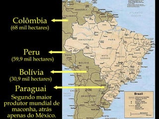 Colômbia (68 mil hectares) Peru  (59,9 mil hectares) Bolívia (30,9 mil hectares) Paraguai  Segundo maior produtor mundial de maconha, atrás apenas do México. 