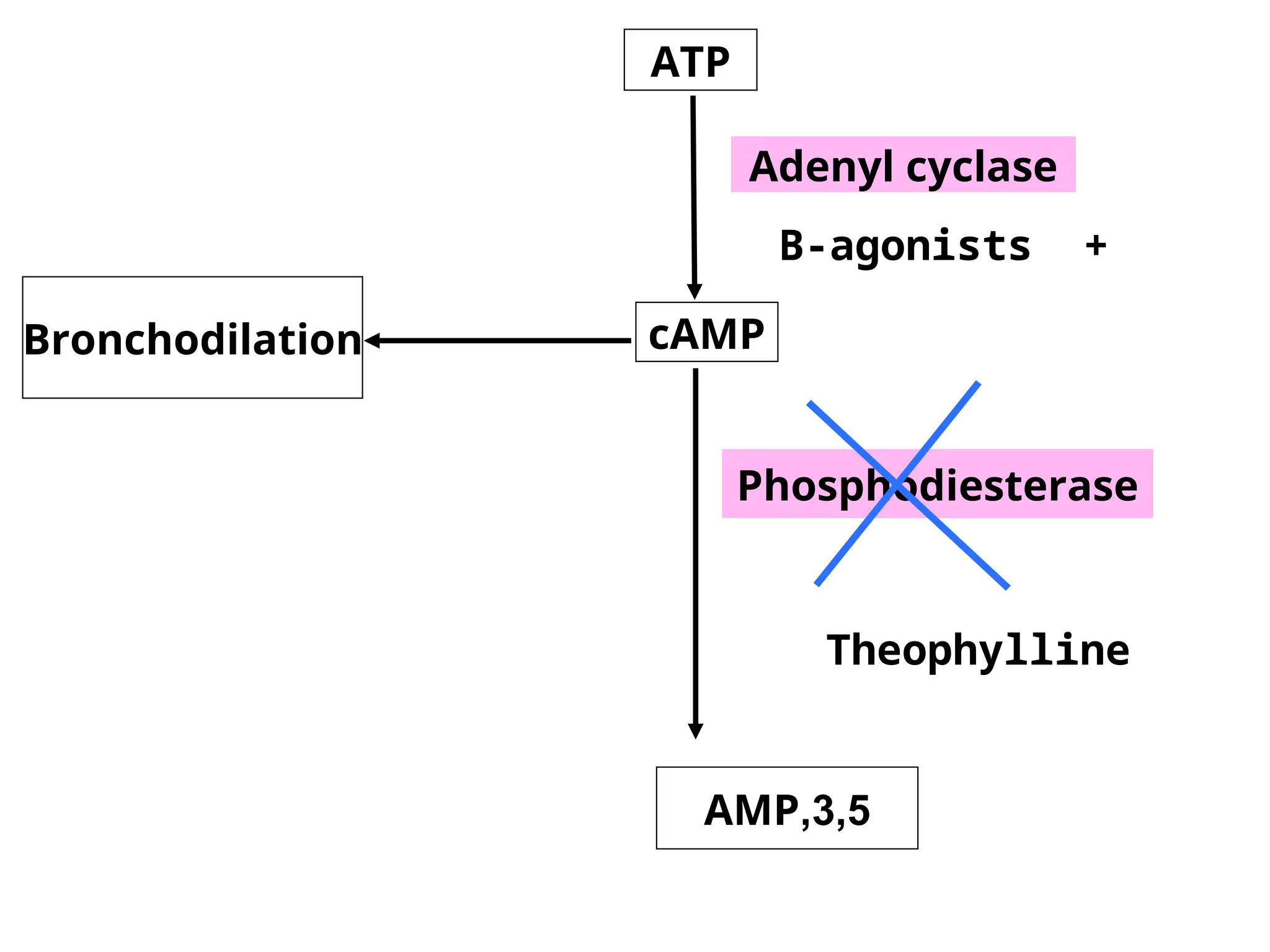 Bronchodilation
Adenyl cyclase
Phosphodiesterase
ATP
cAMP
3,5
,
AMP
+
B-agonists
Theophylline
 