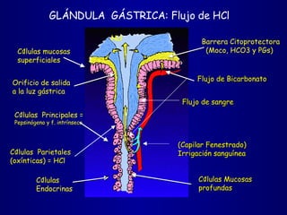 C₫lulas mucosas superficiales   Orificio de salida  a la luz gástrica C₫lulas  Principales =  Pepsinógeno y f. intrínseco C₫lulas  Parietales (oxínticas) = HCl C₫lulas  Endocrinas Barrera Citoprotectora (Moco, HCO3 y PGs) Flujo de Bicarbonato C₫lulas Mucosas profundas GLÁNDULA  GÁSTRICA: Flujo de HCl Flujo de sangre  (Capilar Fenestrado) Irrigación sanguínea Hcl 
