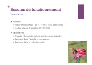 +
    Besoins de fonctionnement
    Les sucres

        Source :
             nectar et miellat (30 - 50 %)-> miel (plus concentré)
             (pollen et pain d’abeilles (30 - 35 %) )

        Utilisations :
             Énergie : thermorégulation, activités dans la ruche
             Stockage dans l’abeille -> corps gras
             Stockage dans la colonie-> miel
 