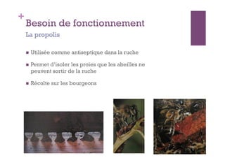 +
    Besoin de fonctionnement
    La propolis

        Utilisée comme antiseptique dans la ruche

        Permet d’isoler les proies que les abeilles ne
         peuvent sortir de la ruche

        Récolte sur les bourgeons
 