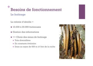 +
    Besoins de fonctionnement
    Le butinage

    La colonie d’abeille =

        10.000 à 30.000 butineuses

        Gestion des informations

        => Choix des zones de butinage
             Très diversifiées
             En constante évolution
             Dans un rayon de 600 m à 6 km de la ruche
 