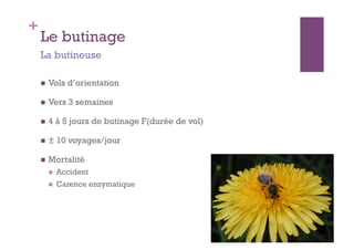 +
    Le butinage
    La butineuse

        Vols d’orientation

        Vers 3 semaines

        4 à 5 jours de butinage F(durée de vol)

        ± 10 voyages/jour

        Mortalité
             Accident
             Carence enzymatique
 