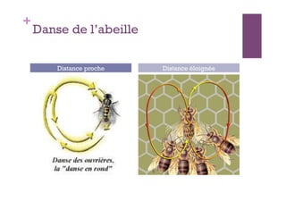 +
    Danse de l’abeille

        Distance proche   Distance éloignée
 