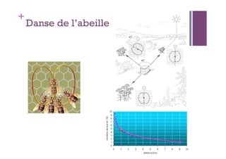 +
    Danse de l’abeille
 