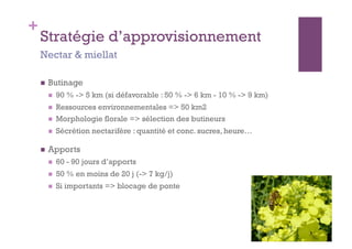 +
    Stratégie d’approvisionnement
    Nectar & miellat

        Butinage
             90 % -> 5 km (si défavorable : 50 % -> 6 km - 10 % -> 9 km)
             Ressources environnementales => 50 km2
             Morphologie florale => sélection des butineurs
             Sécrétion nectarifère : quantité et conc. sucres, heure…

        Apports
             60 - 90 jours d’apports
             50 % en moins de 20 j (-> 7 kg/j)
             Si importants => blocage de ponte
 