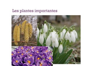 Les plantes importantes
 
