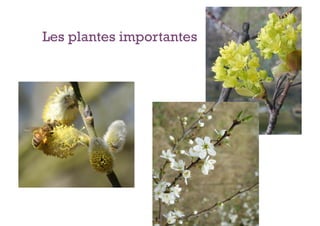 Les plantes importantes
 