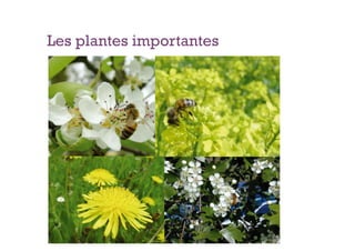 Les plantes importantes
 