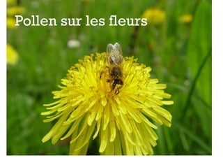 +
Pollen sur les fleurs
 