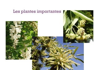 Les plantes importantes
 