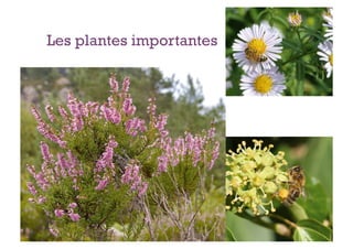Les plantes importantes
 