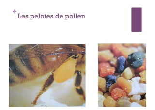 +
    Les pelotes de pollen
 
