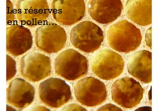 Les réserves
 +
en pollen…
 