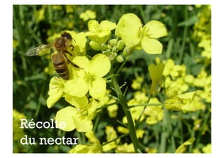 +




Récolte
du nectar
 