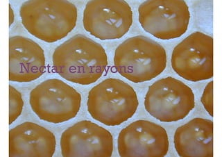 +




Nectar en rayons
 