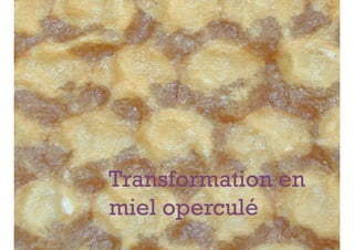 +




    Transformation en
    miel operculé
 